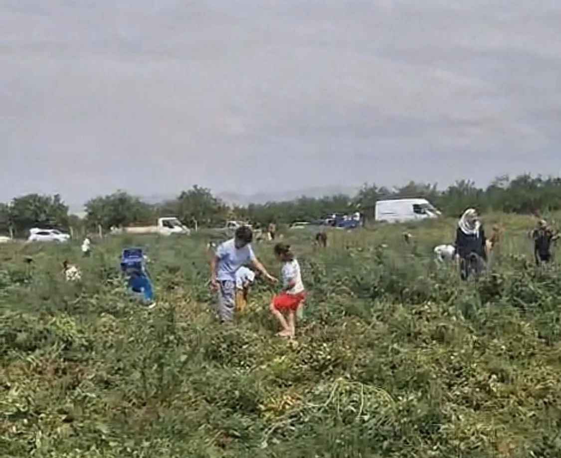 Domates Tarlada Kaldı, Üretici Ücretsiz Dağıttı